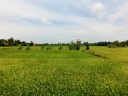 ubud (47)